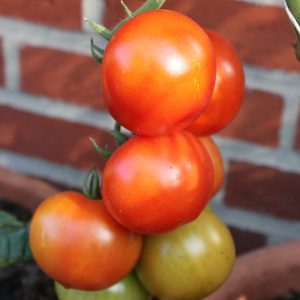 Tomate 'Phantasia' F1
