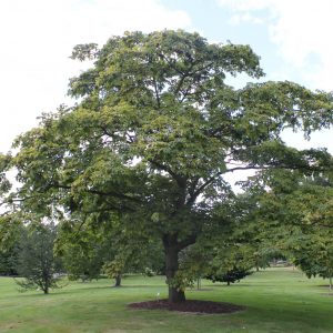 Phellodendron amurense