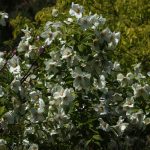 Philadelphus Hybr. 'Belle Etoile'