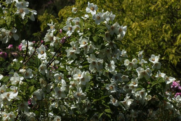 Philadelphus Hybr. 'Belle Etoile'