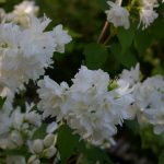 Philadelphus virginal "Schneesturm"