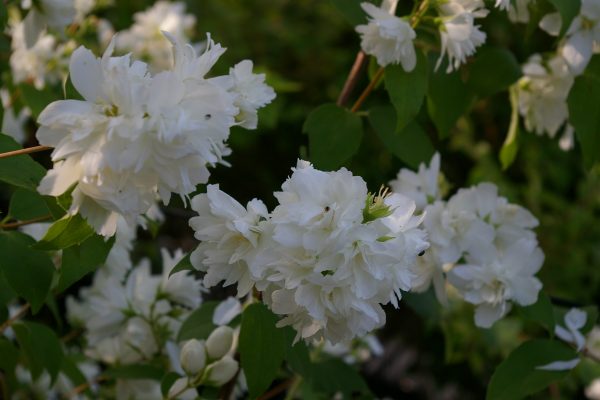 Philadelphus virginal "Schneesturm"