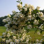 Philadelphus coronarius
