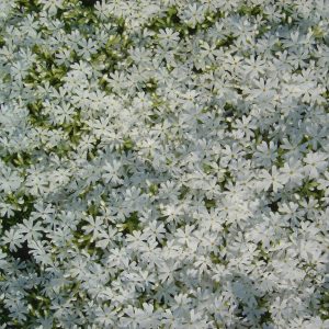 Phlox subulata 'White Delight'