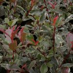 Photinia fraseri PINK MARBLE ® 'Cassini