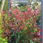 Photinia fraseri 'Red Robin'
