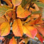 Photinia villosa