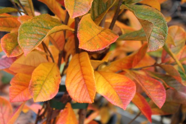 Photinia villosa