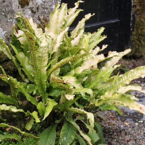 Phyllits scolopendrium