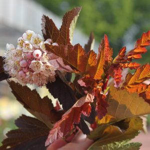 Physocarpus opulifolius 'Diable d`Or' ®