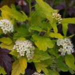Physocarpus opulifolius 'Dart's Gold'