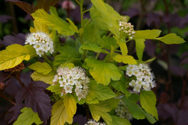 Physocarpus opulifolius 'Dart's Gold'