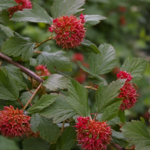 Physocarpus opulifolius