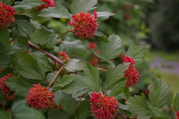 Physocarpus opulifolius