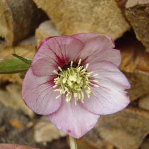 Helleborus x hybridus (orient.-Hybr.)  "Picotee"