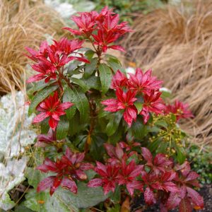 Pieris japonica