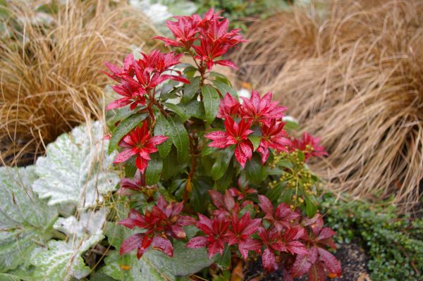 Pieris japonica