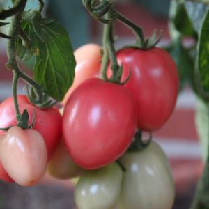 Tomate 'Pink Thai Egg'