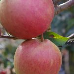 Apfel 'Pinova' ®