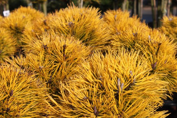 Pinus mugo "Carstens Wintergold"