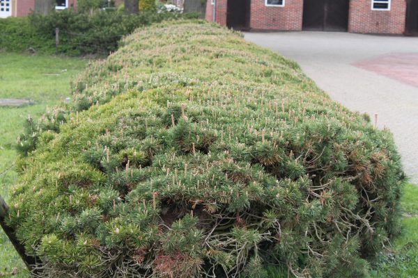 Pinus mugo var.mughus