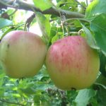 Apfel 'Piros'