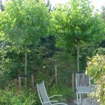 Platanus hispanica 'Alphons Globe'