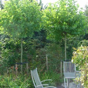 Platanus hispanica 'Alphons Globe'