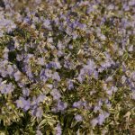 Polemonium reptans 'Stairway to Heaven'