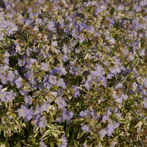 Polemonium reptans 'Stairway to Heaven'