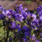 Polemonium yezoense 'Purple Rain Strain'