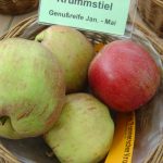 Apfel 'Pommerscher Krummstiel'