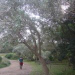 Populus alba 'Nivea'