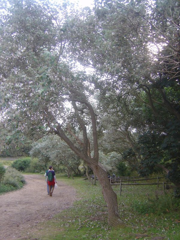Populus alba 'Nivea'