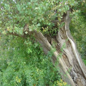 Populus tremula