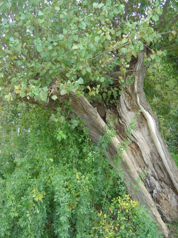 Populus tremula