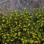 Potentilla fruticosa "Goldfinger"