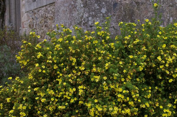 Potentilla fruticosa "Goldfinger"