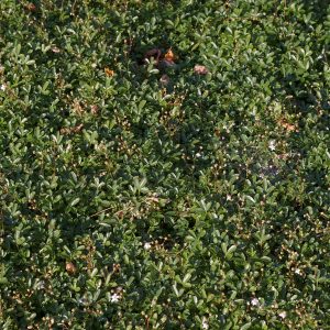 Potentilla tridentata 'Nuuk'