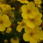 Potentilla fruticosa "Kobold"