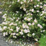 Potentilla fruticosa "Pink Lady"