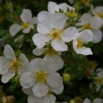 Potentilla fruticosa var.mandshurica
