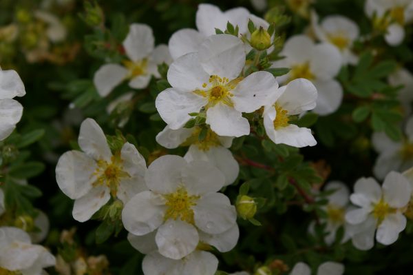Potentilla fruticosa var.mandshurica