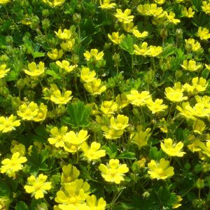 Potentilla neumanniana