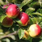 Apfel 'Prima' ® are