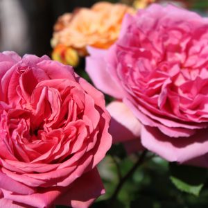 Rosa 'Princess Alexandra of Kent' ®