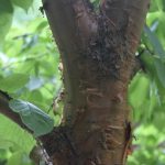 Prunus maackii 'Amber Beauty'