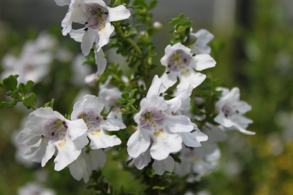 Prostanthera cuneata