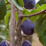 Zwetsche 'Pruntop' ®