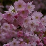 Prunus 'Accolade'
